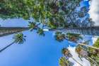 Very tall grove royal palm tree, Honolulu, Oahu, Hawaii. Art Print
